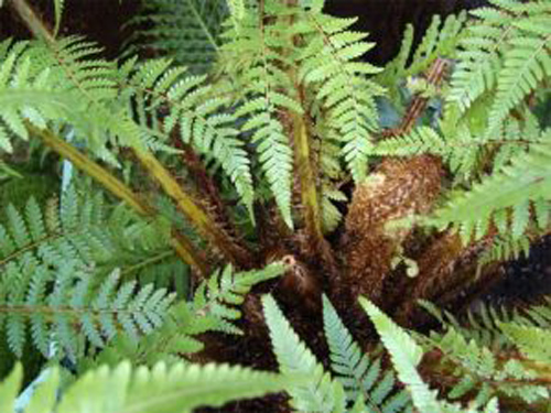 Đi tiểu 2 lần/1 đêm – đừng để đến lúc suy thận mới biết điều này - 2