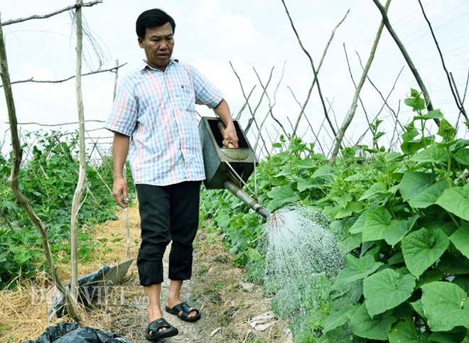 Lạ mà hay: Làm giàn trồng dưa hấu, quả treo lủng lẳng đẹp...như phim - 3