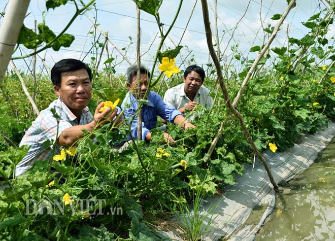 Lạ mà hay: Làm giàn trồng dưa hấu, quả treo lủng lẳng đẹp...như phim - 4