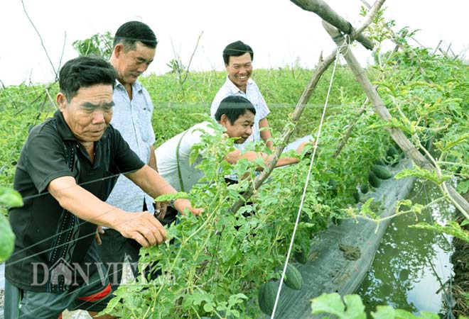 Lạ mà hay: Làm giàn trồng dưa hấu, quả treo lủng lẳng đẹp...như phim - 5