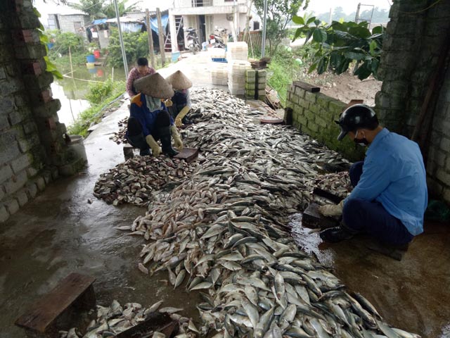 Lão nông đánh thức “giấc ngủ tiền tỷ” của những đầm hoang - 3