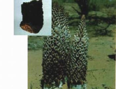 Giúp chồng nói không với thất bại tình dục - 1