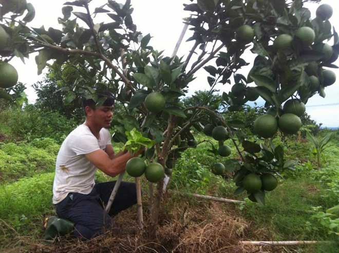 Hành trình trồng cam sạch của cô gái xứ Nghệ - 3