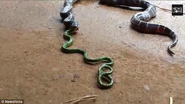 Rắn độc 1m quằn quại nôn ra rắn khác dài... 1,4m - 1
