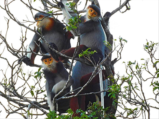 Một ngày phượt Sơn Trà - 2