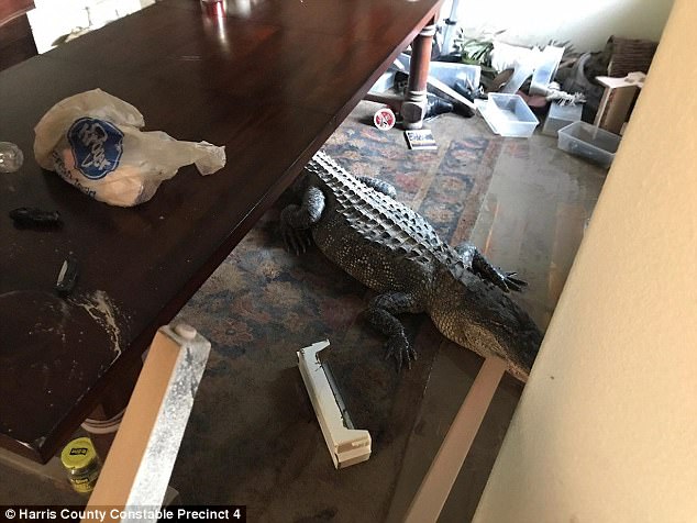 Mỹ: Đóng cửa đi lánh bão, về thấy cá sấu “khủng” chình ình trong nhà - 1