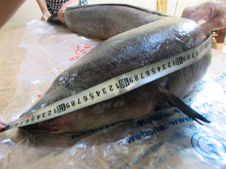 Bắt được “thủy quái” dài gần 2m trên sông Lam - 1