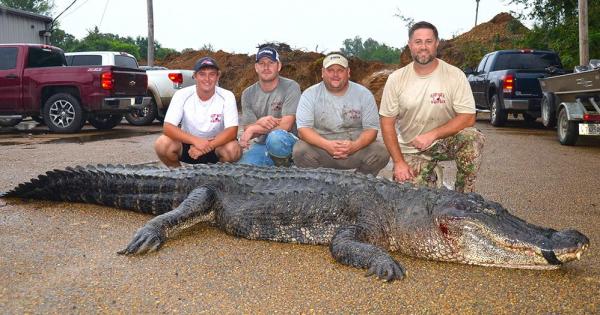 Mỹ: Bắt được cá sấu khổng lồ dài 4,3m phá kỉ lục - 1