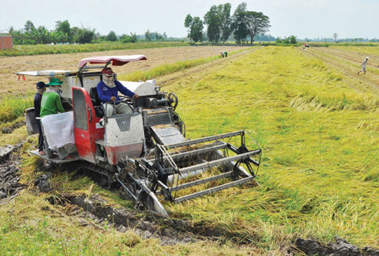 Trồng lúa, nông dân Việt khó ngẩng đầu - 1