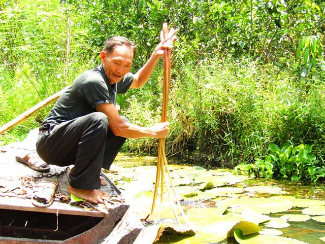 Bỏ mía trồng bông súng, cây ăn trái, lãi hơn 400 triệu đồng/năm - 2