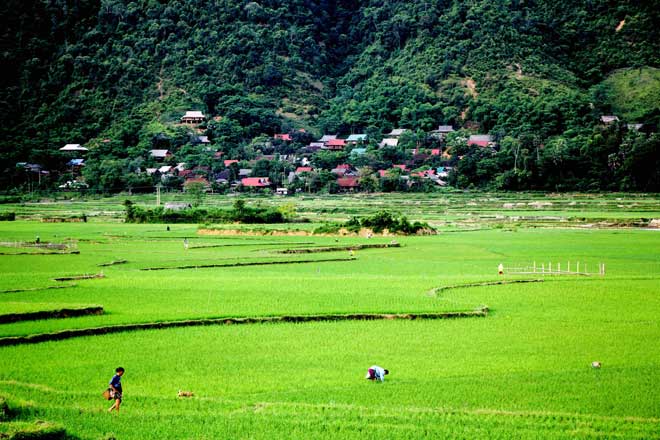 Cây lộc vừng cao gần 20m, tiền tỷ dân cũng không bán - 10