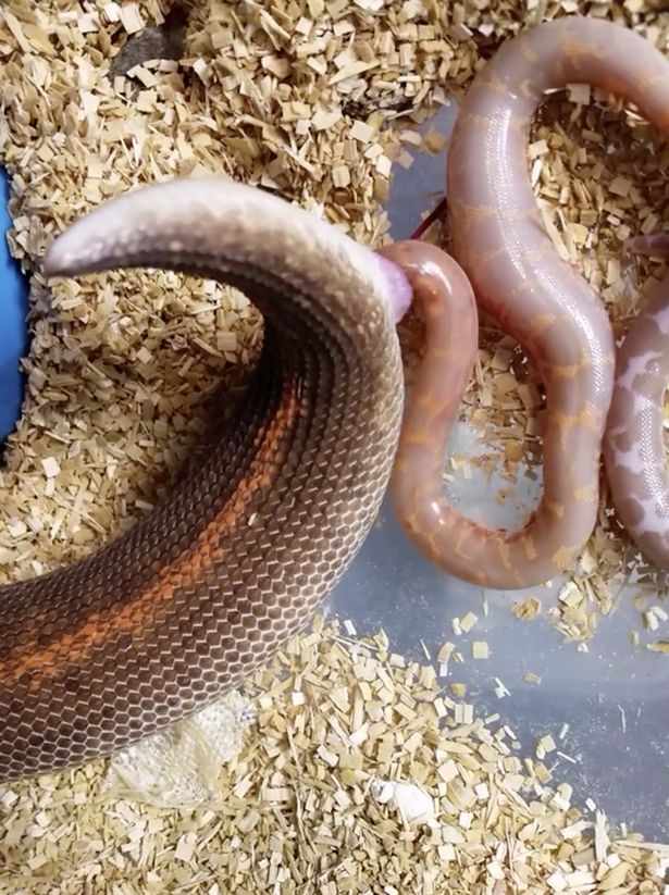 Video trăn sinh con khiến người xem rợn tóc gáy - 1