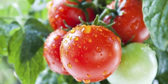 6 cách ăn cà chua có hại cho sức khỏe cần tránh - 1