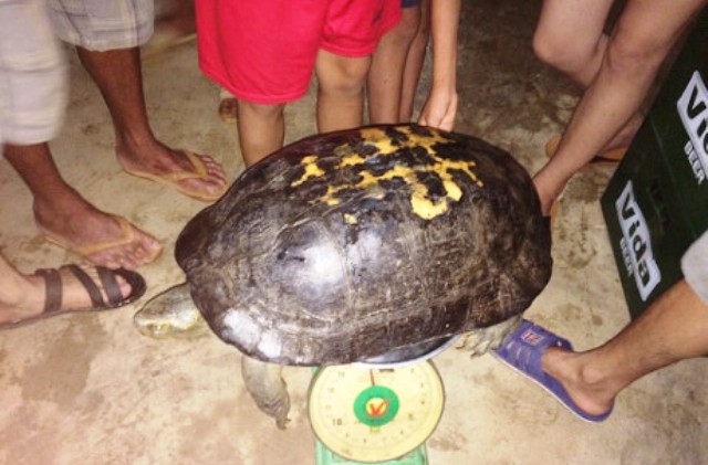 Thả cụ rùa trăm tuổi về với tự nhiên vì sợ tháng “cô hồn” - 1