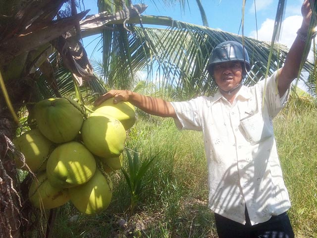 Làm giàu ở nông thôn: Trồng 700 cây dừa 2 tuổi, thu 15 triệu/tháng - 2