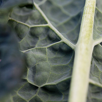 Top 10 thực phẩm “càng ăn uống càng trẻ ra” - 6