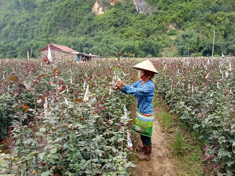 Chê lúa, mê hoa hồng, dân vùng cao thành triệu phú - 2