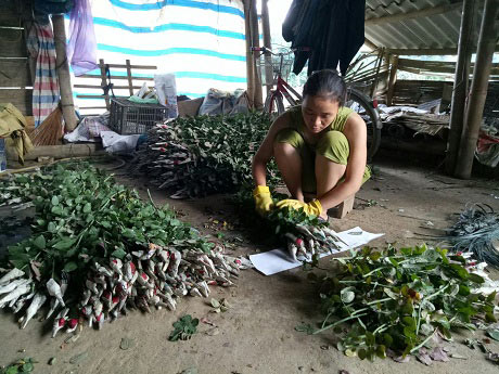 Chê lúa, mê hoa hồng, dân vùng cao thành triệu phú - 3