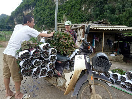 Chê lúa, mê hoa hồng, dân vùng cao thành triệu phú - 4