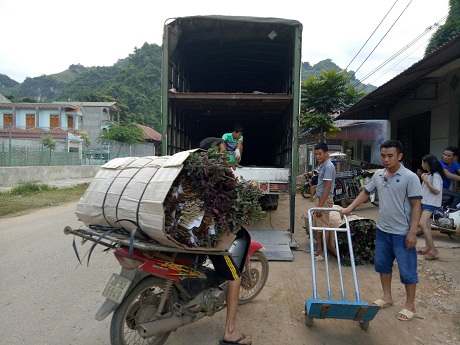 Chê lúa, mê hoa hồng, dân vùng cao thành triệu phú - 5