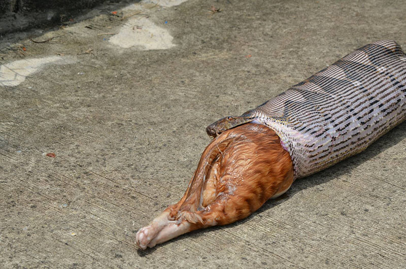 Kinh dị cảnh trăn “khủng” bị ép nôn trả vật nuôi ở Thái Lan - 4