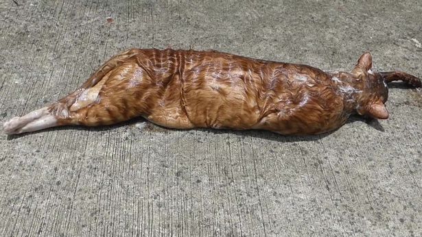 Kinh dị cảnh trăn “khủng” bị ép nôn trả vật nuôi ở Thái Lan - 6