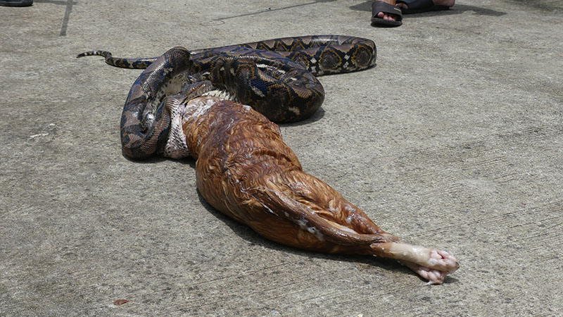 Kinh dị cảnh trăn “khủng” bị ép nôn trả vật nuôi ở Thái Lan - 5