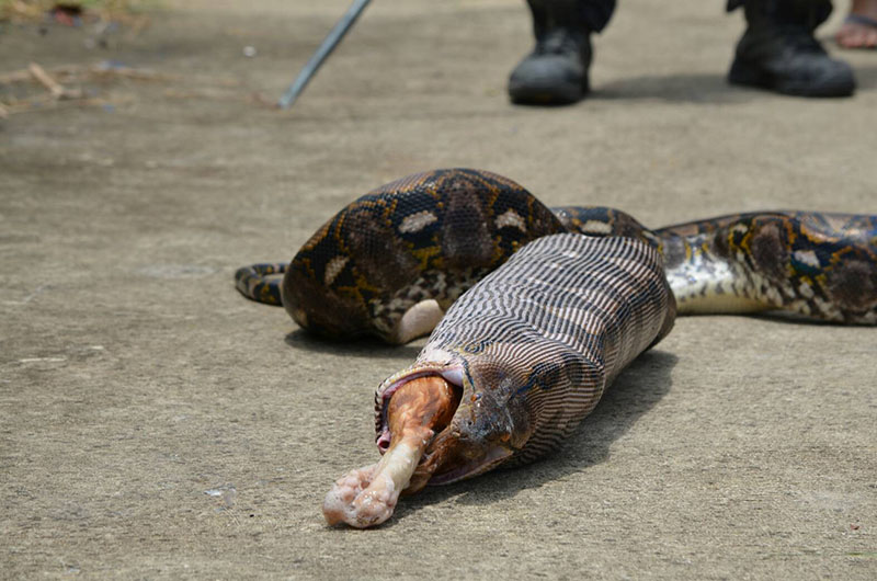 Kinh dị cảnh trăn “khủng” bị ép nôn trả vật nuôi ở Thái Lan - 3