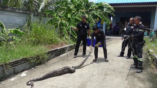 Kinh dị cảnh trăn “khủng” bị ép nôn trả vật nuôi ở Thái Lan - 2