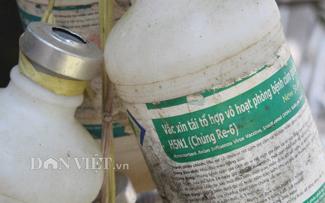 Lô hàng gà đầu tiên xuất sang Nhật: Cần điều kiện gì? - 2