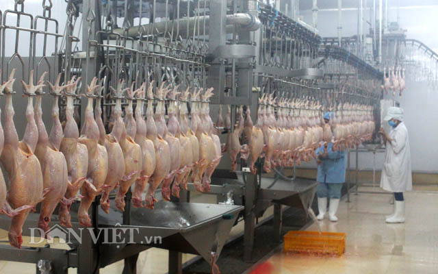 Lô hàng gà đầu tiên xuất sang Nhật: Cần điều kiện gì? - 3