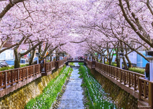Lễ hội: Du khách tới Hàn Quốc có thể tham dự các hệ hội hoa anh đào diễn  vào cuối tháng 3 hoặc đầu tháng 4 hằng năm.