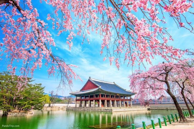 Các địa điểm ngắm hoa anh đào nổi tiếng bao gồm ngôi đền Yongyeonsa ở Daegu, cung điện Gyeongbokgung (ảnh) và hồ Seokchon ở Seoul.