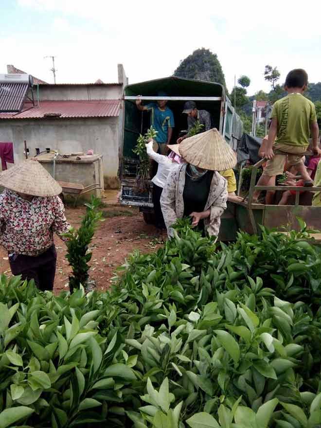 &#34;Đi tù vì...cây cà phê&#34;, ra tù thành tỷ phú nhờ cam lòng vàng - 7