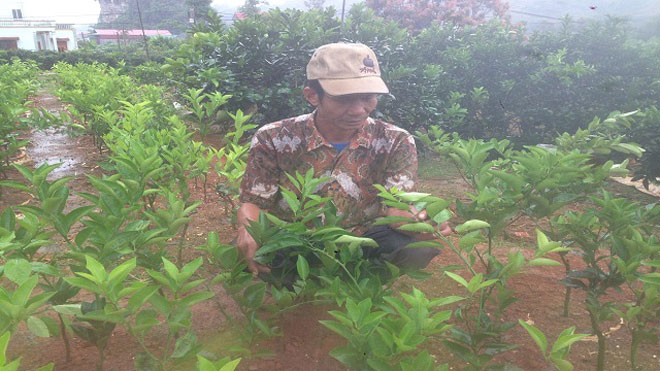 &#34;Đi tù vì...cây cà phê&#34;, ra tù thành tỷ phú nhờ cam lòng vàng - 3