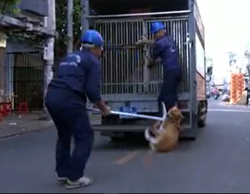 TP.HCM: Săn bắt chó thả rông trên phố, nhiều nhân viên bị chủ nuôi hành hung - 1