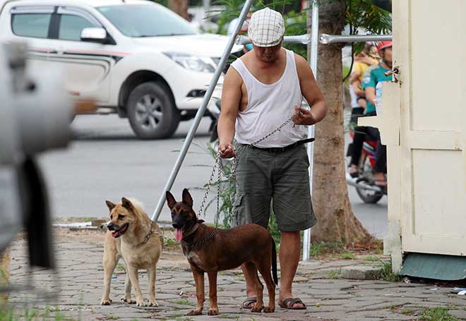 Hà Nội: Đề xuất xử lý chó thả rông trong vòng 48 giờ - 1