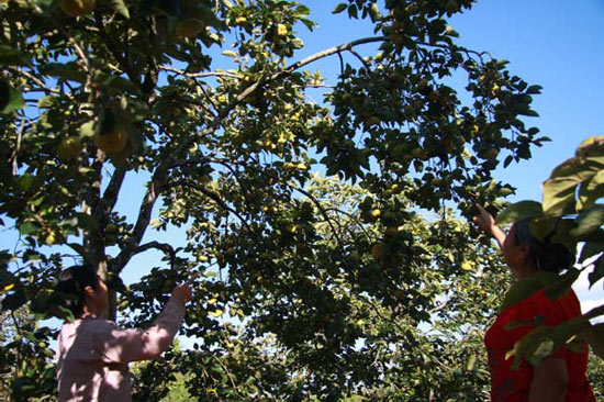 Lái buôn tranh mua hồng giòn Mộc Châu, bà con ung dung đếm tiền - 5