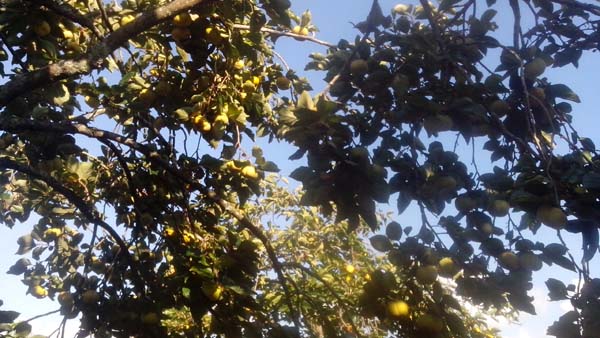 Lái buôn tranh mua hồng giòn Mộc Châu, bà con ung dung đếm tiền - 6