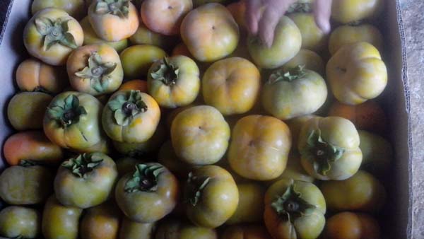 Lái buôn tranh mua hồng giòn Mộc Châu, bà con ung dung đếm tiền - 7