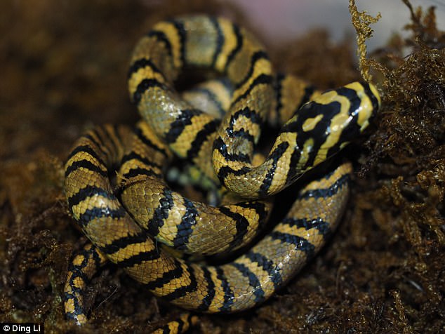 Ngắm loài rắn viền ngọc trai hiếm và đẹp nhất thế giới - 1