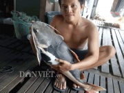 Bí ẩn khu vực nuôi “thủy quái” râu dài vùng Amazon trên sông Hậu