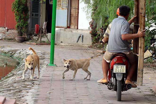 Hết hồn “thú cưng” nhe nanh, lè lưỡi dọa người nơi công cộng - 5