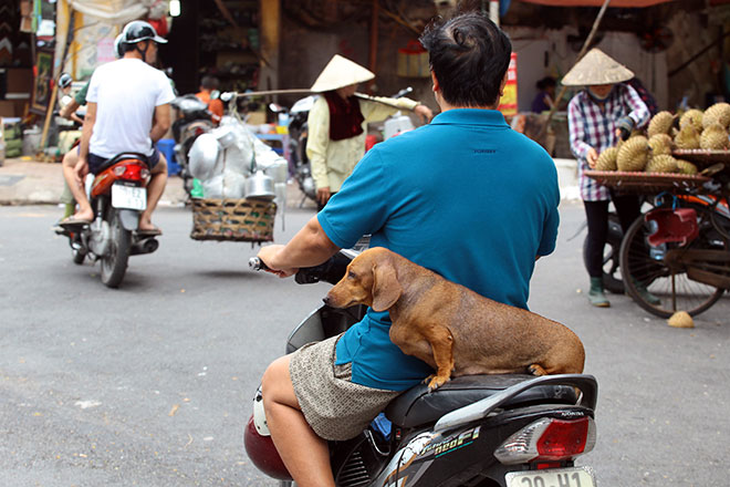 Hết hồn “thú cưng” nhe nanh, lè lưỡi dọa người nơi công cộng - 7