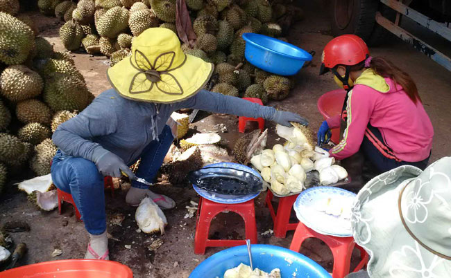 Sầu riêng tăng giá khủng, tư thương “ăn” cả trái non, tẩm thuốc nhanh chín - 3