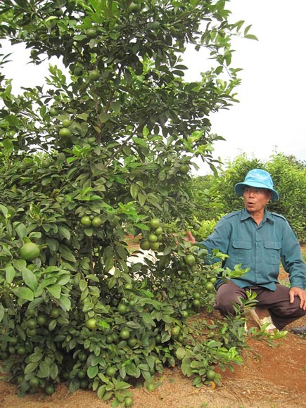 Bỏ ngô, chặt cà phê, trồng nhãn, cam, bưởi, lãi nửa tỷ/năm - 2