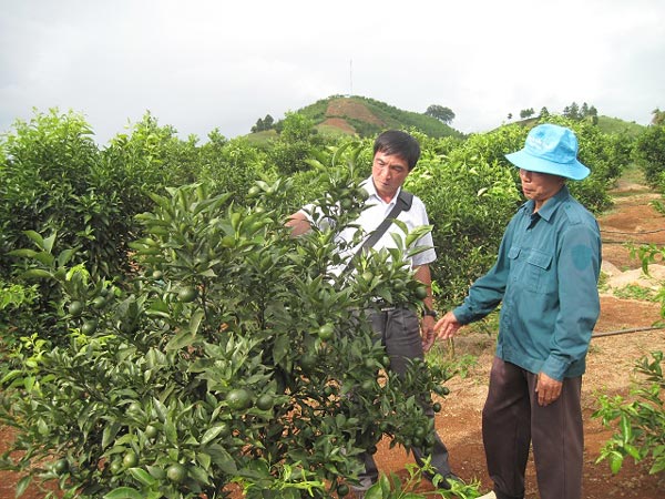 Bỏ ngô, chặt cà phê, trồng nhãn, cam, bưởi, lãi nửa tỷ/năm - 3