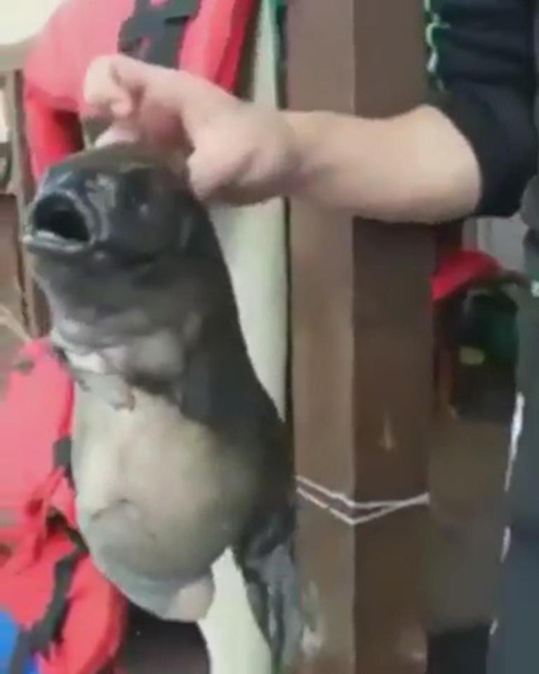Video: Cá “quái vật” 2 mồm kỳ dị cắn câu ngư dân Nga - 1