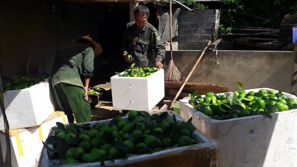 Chanh đào hết thời thu 1 triệu/cây, giờ bán rẻ như cho - 2