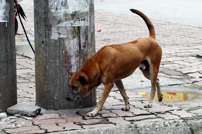 Đã có 56 người tử vong do chó dại cắn - 1